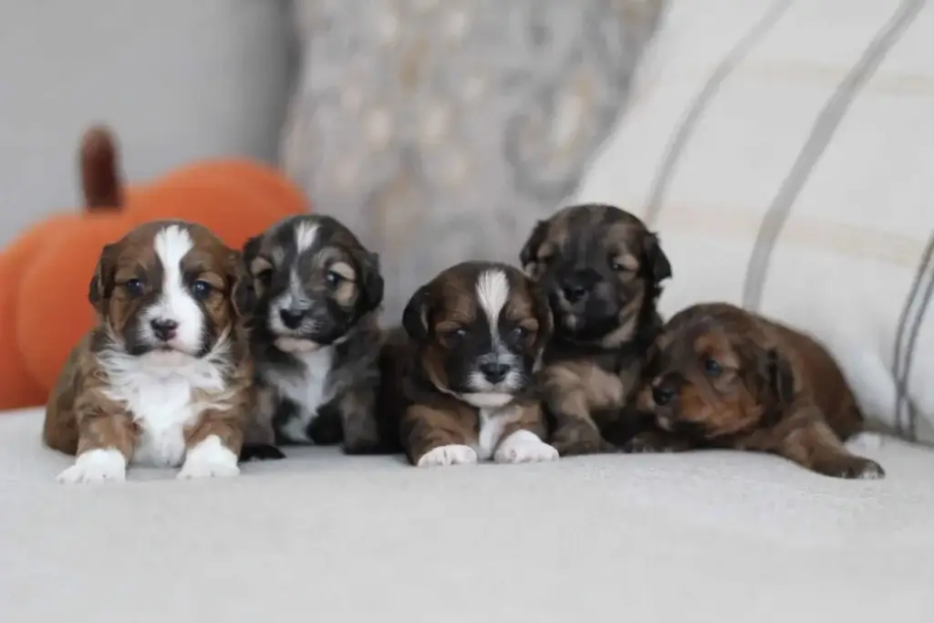 Autumn and Oreo Bill Havapoo Litter (Litter Closed), from Home Raised Puppies in Eagle Mountain, Utah