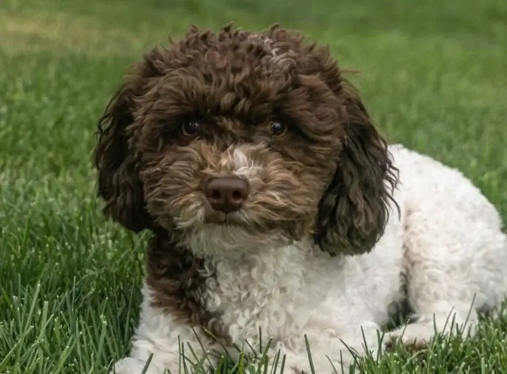 Autumn and Oreo Bill Havapoo Litter (Litter Closed), from Home Raised Puppies in Eagle Mountain, Utah