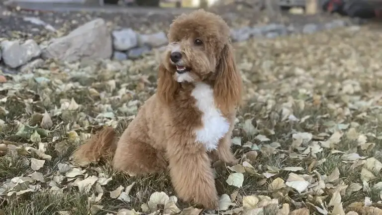 Cilla, one of the parent dogs at Home Raised Puppies in Eagle Mountain, Utah
