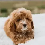Cilla, one of the parent dogs at Home Raised Puppies in Eagle Mountain, Utah