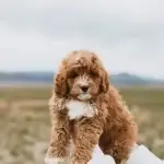 Cilla, one of the parent dogs at Home Raised Puppies in Eagle Mountain, Utah