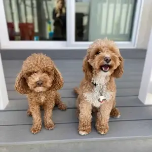 Cillas Petite Goldendoodle Litter, from Home Raised Puppies in Eagle Mountain, Utah