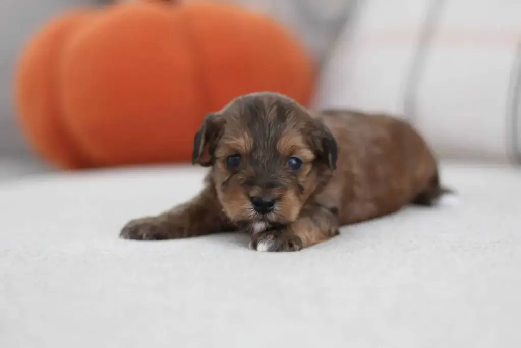 Havapoo vs Cavapoo vs Maltipoo: Conrad, a Havapoo puppy from Home Raised Puppies