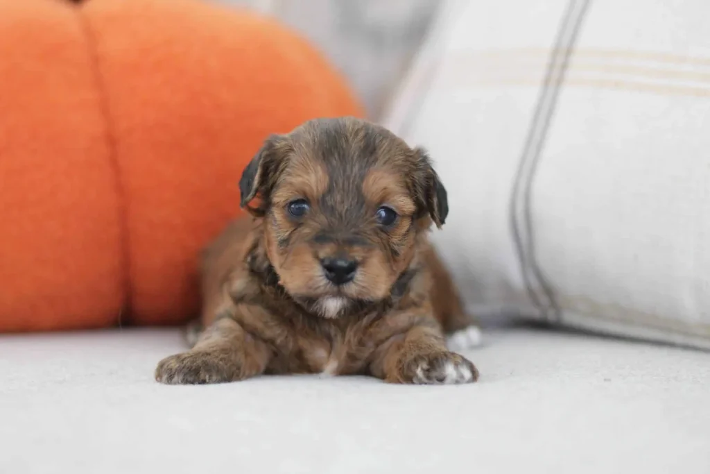 Resource guarding in puppies: Conrad, a Havapoo puppy from Home Raised Puppies