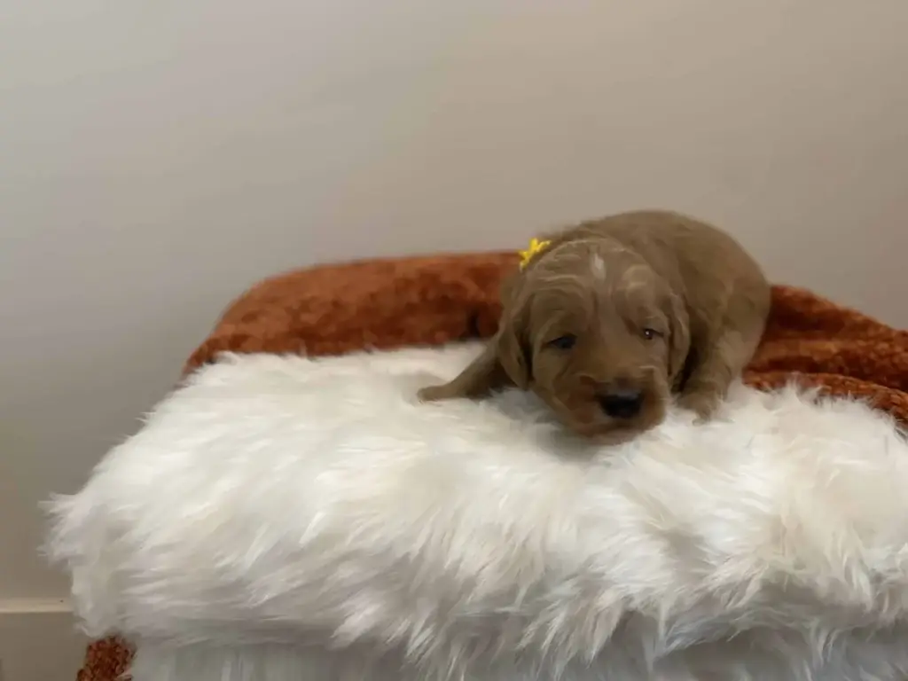 Goldendoodle coat types: Daisy, a Goldendoodle puppy from Home Raised Puppies