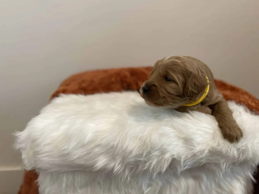 Goldendoodle vs Labradoodle: Daisy, a Goldendoodle puppy from Home Raised Puppies