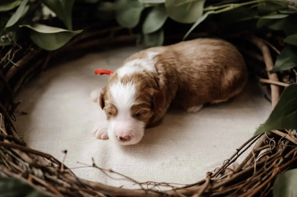 Coccidia in puppies: Duke, a Goldendoodle puppy from Home Raised Puppies