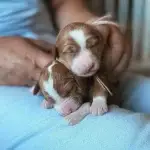 Dutchess, one of the parent dogs at Home Raised Puppies in Eagle Mountain, Utah