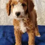 Dutchess, one of the parent dogs at Home Raised Puppies in Eagle Mountain, Utah