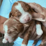 Dutchess, one of the parent dogs at Home Raised Puppies in Eagle Mountain, Utah