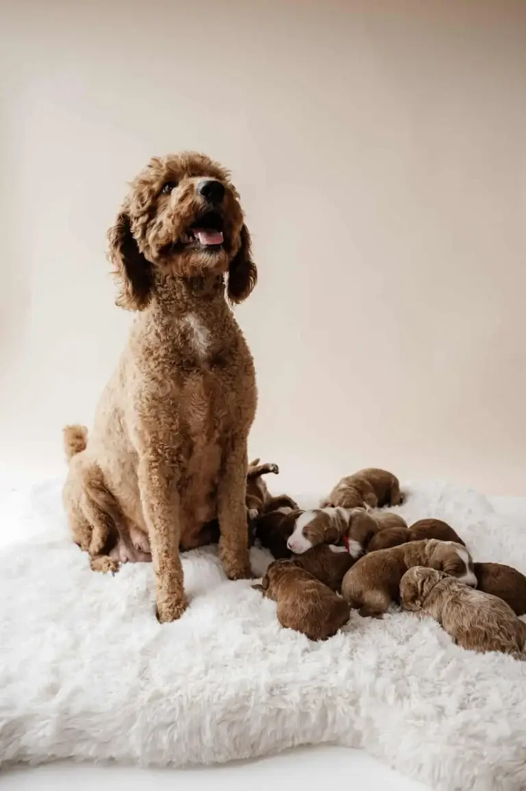 Dutchess, one of the parent dogs at Home Raised Puppies in Eagle Mountain, Utah
