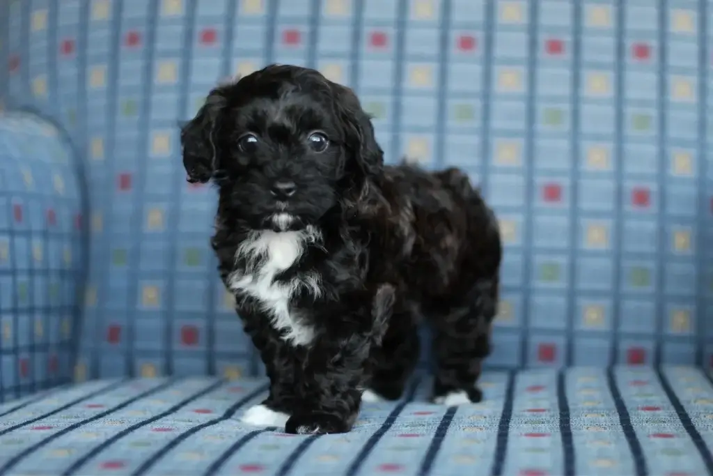 Ebony, Havapoo puppy available in Eagle Mountain, Utah