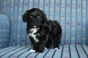 Ebony, a black and tan brindle Havapoo puppy with a white chest, standing on a blue couch