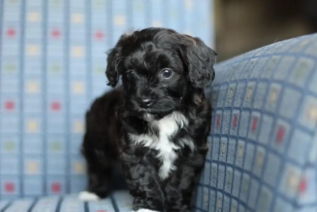 Ebony the Havapoo puppy looking back over a couch cushion