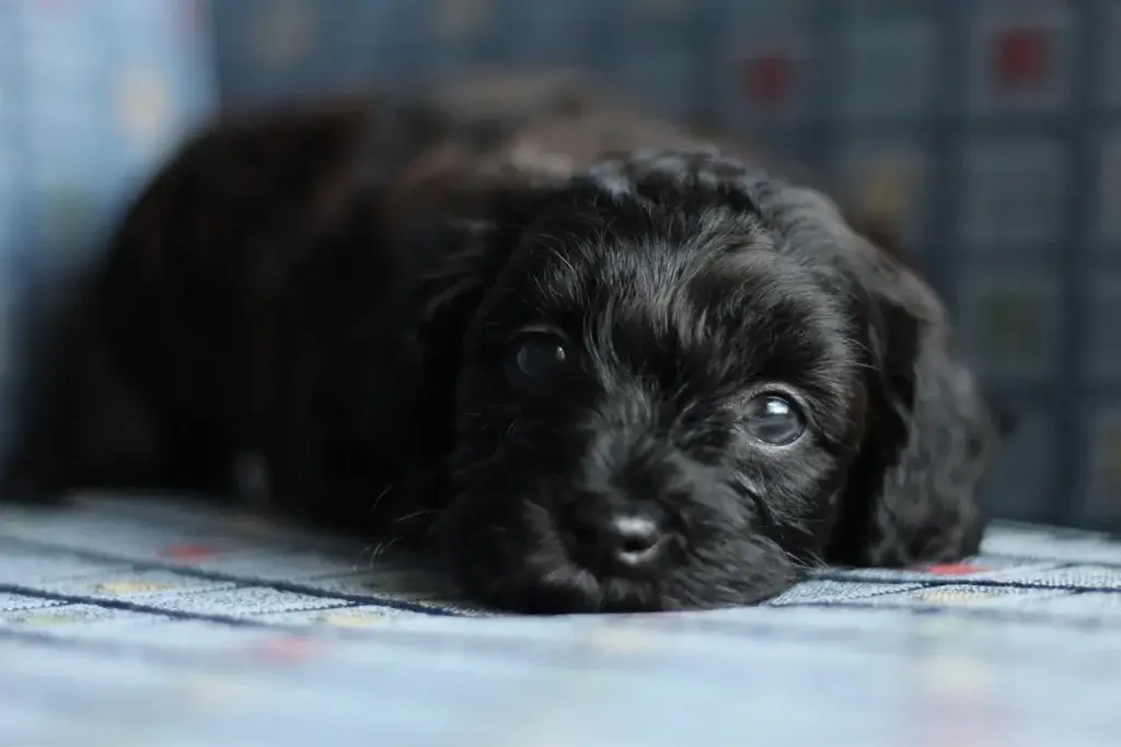 Close-up of Ebony, a female Havapoo puppy, resting her head on the couch