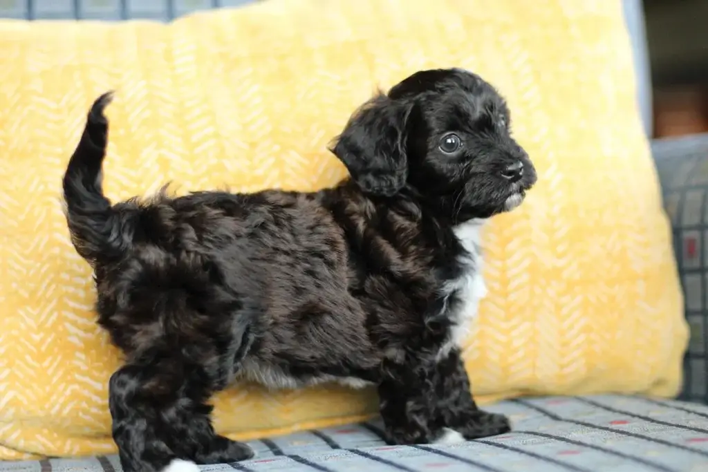 Ebony, a female Havapoo puppy, standing in profile in front of a yellow pillow