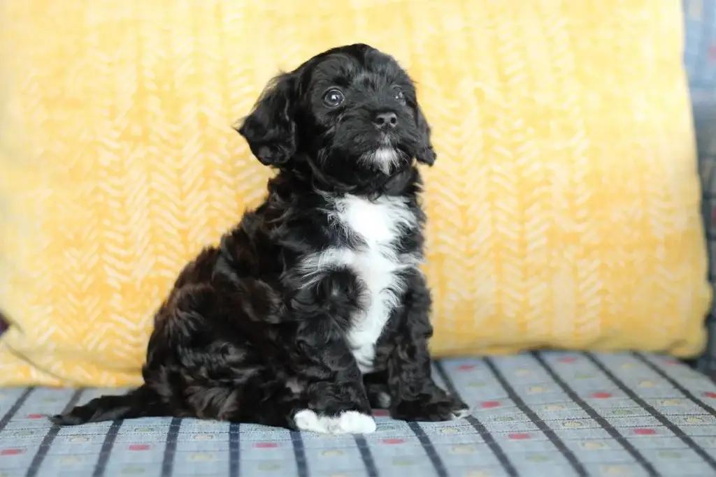 Ebony the Havapoo puppy sitting up in front of a yellow pillow showing her white chest