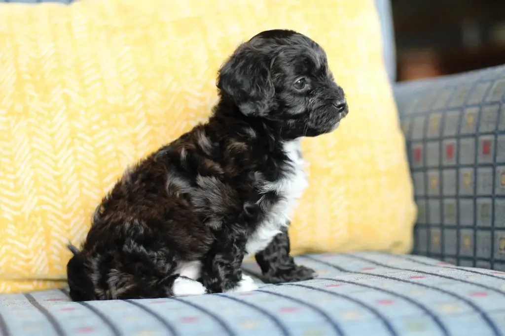 Ebony, a Havapoo puppy from Eagle Mountain, Utah, sitting in profile on a striped couch