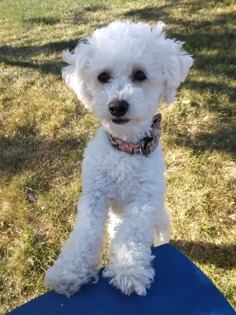 Ellie, one of the parent dogs at Home Raised Puppies in Eagle Mountain, Utah