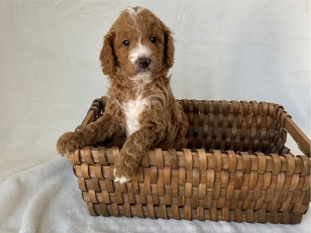 Puppy biting: Fredrich Baher, a Goldendoodle puppy from Home Raised Puppies