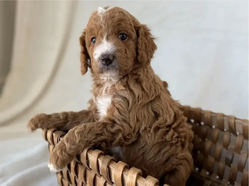 Puppy jumping up: Fredrich Baher, a Goldendoodle puppy from Home Raised Puppies