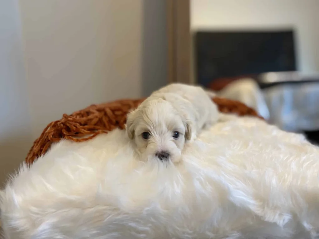 Havapoo vs Cockapoo: Grape, a Havapoo puppy from Home Raised Puppies