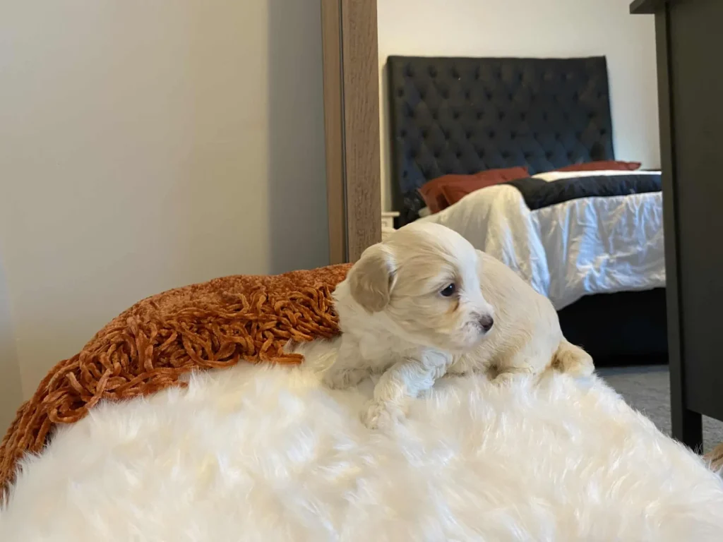 Puppy schedule: Grape, a Havapoo puppy from Home Raised Puppies