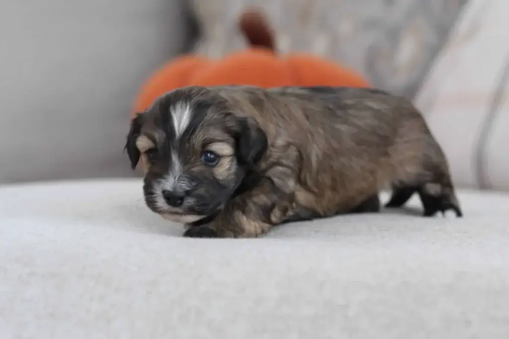 First time dog owner: Jerimiah, a Havapoo puppy from Home Raised Puppies