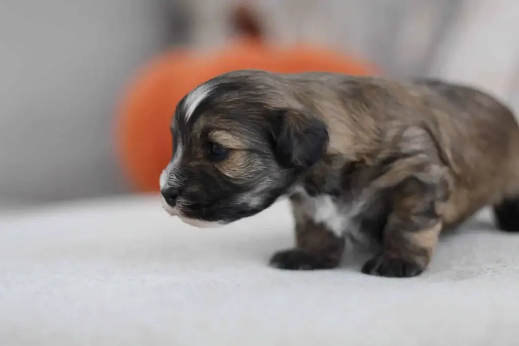 Christmas puppy: Jerimiah, a Havapoo puppy from Home Raised Puppies