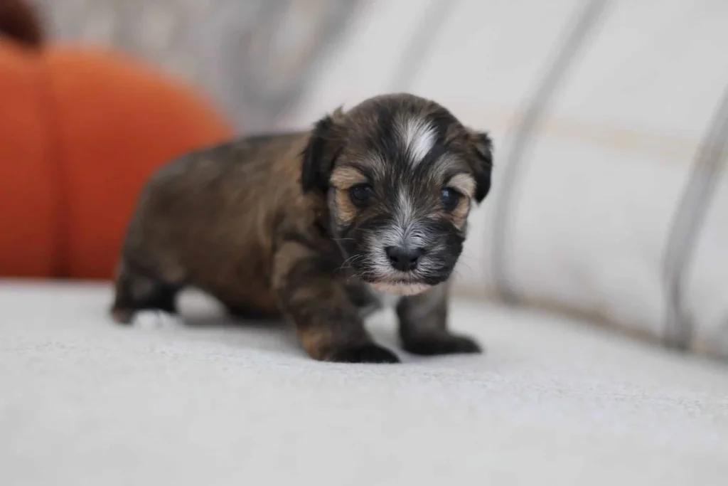Puppy feeding schedule: Jerimiah, a small-breed Havapoo puppy from Home Raised Puppies