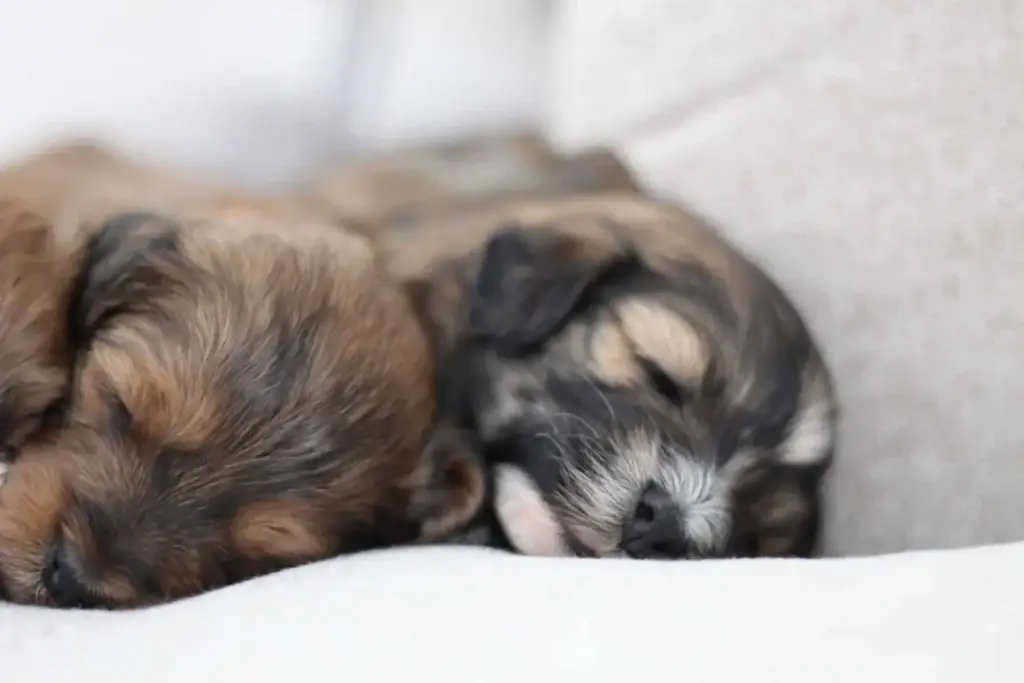 Potty training a small breed puppy: Jerimiah, a Havapoo puppy from Home Raised Puppies