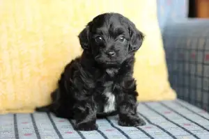 Jhett, a black male Havapoo puppy with a small white chest patch, sitting in front of a yellow pillow