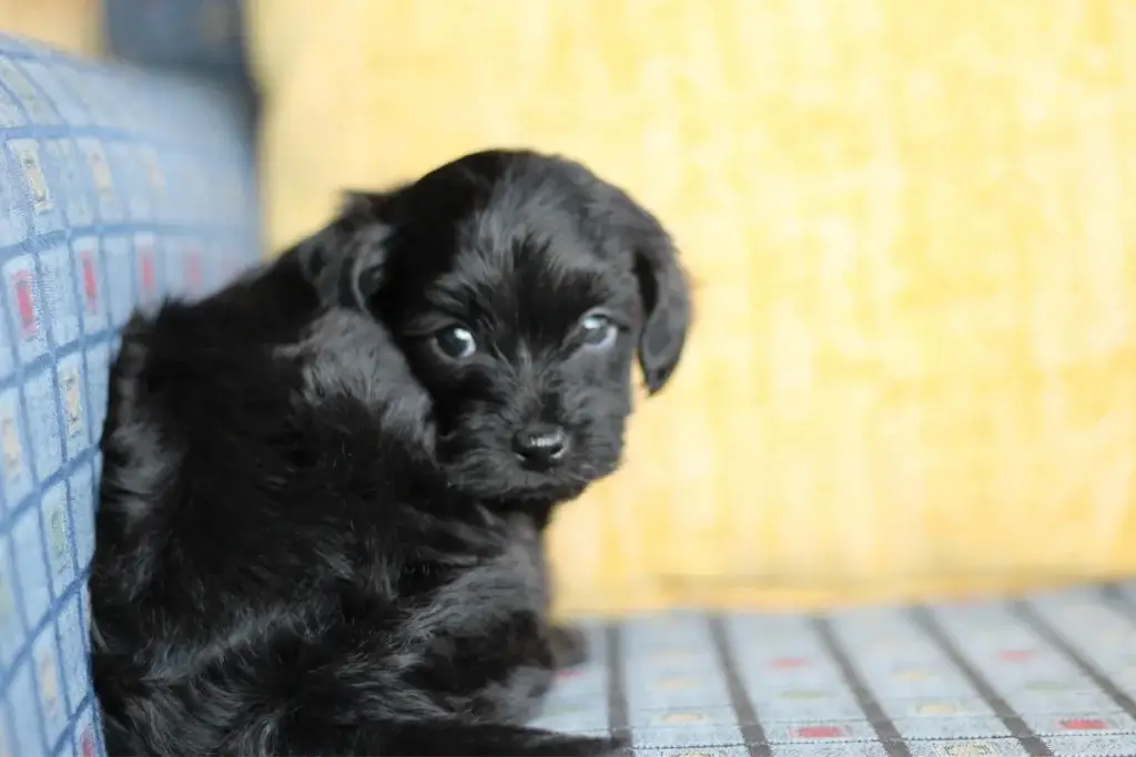 Jhett the black Havapoo puppy looking over his shoulder on a blue couch