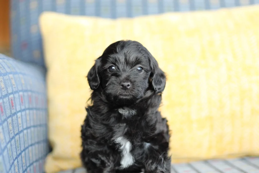 Jhett, a male Havapoo puppy, sitting and facing the camera with a white chest marking
