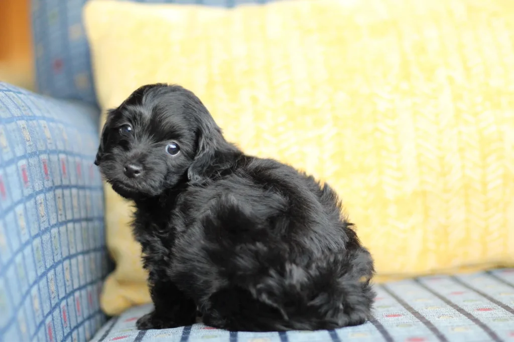 Jhett the Havapoo puppy sitting on a couch glancing to the side