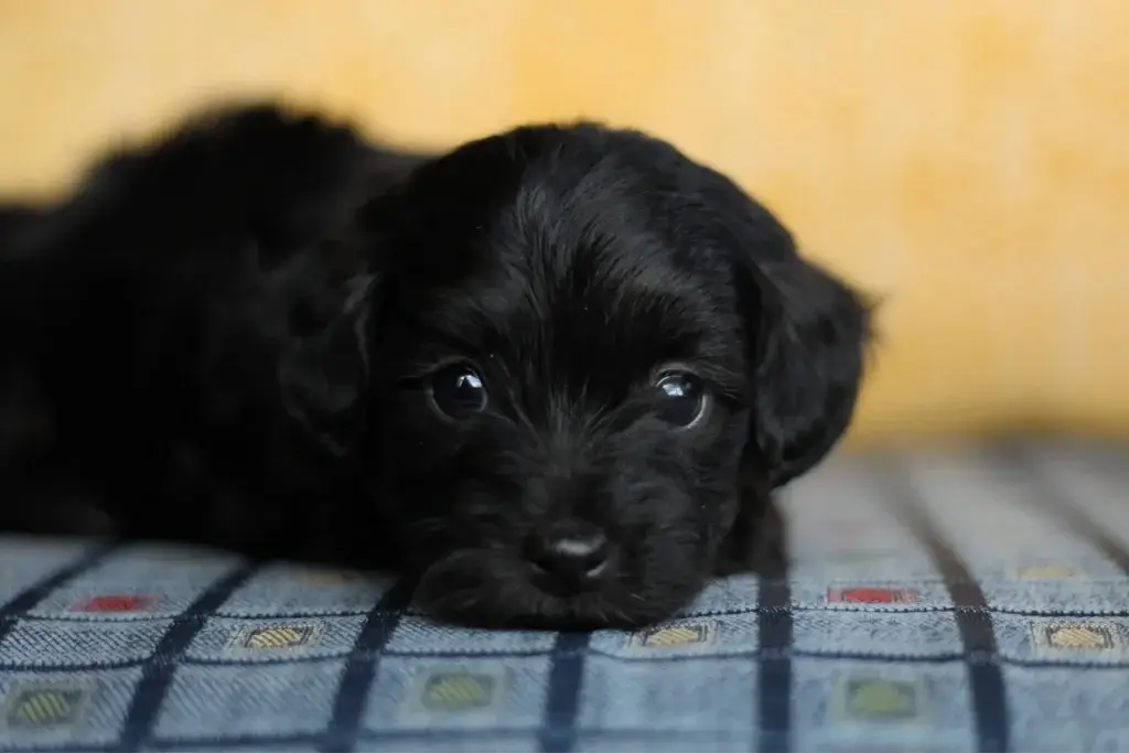 Jhett, a black Havapoo puppy, lying down with his chin resting on the couch