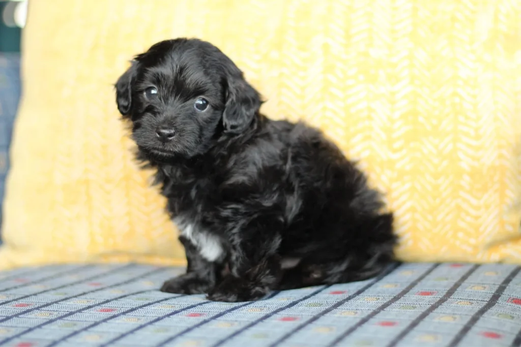 Jhett the Havapoo puppy sitting in front of a yellow pillow looking at the camera