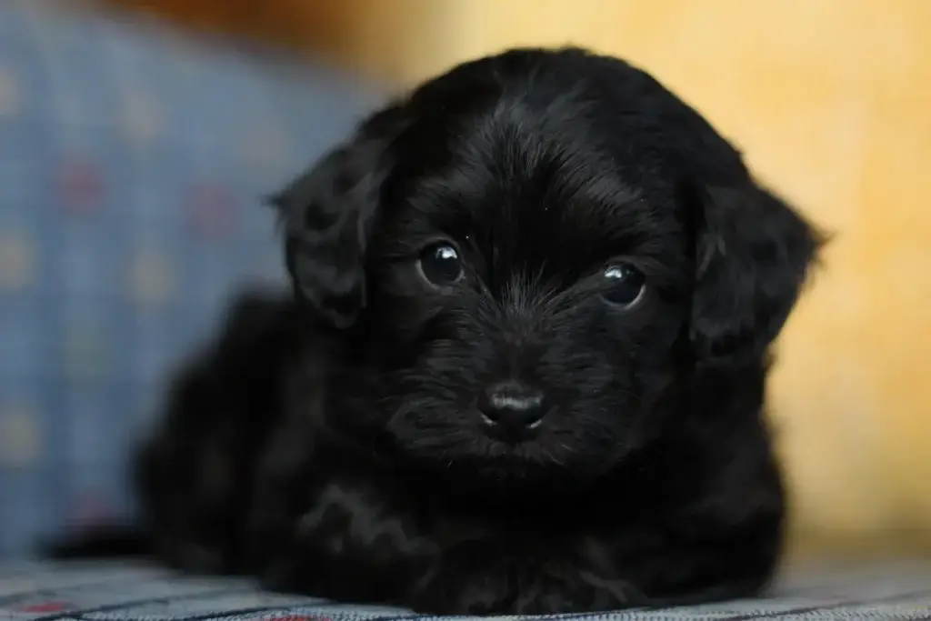 Close-up portrait of Jhett, a black male Havapoo puppy lying on a couch