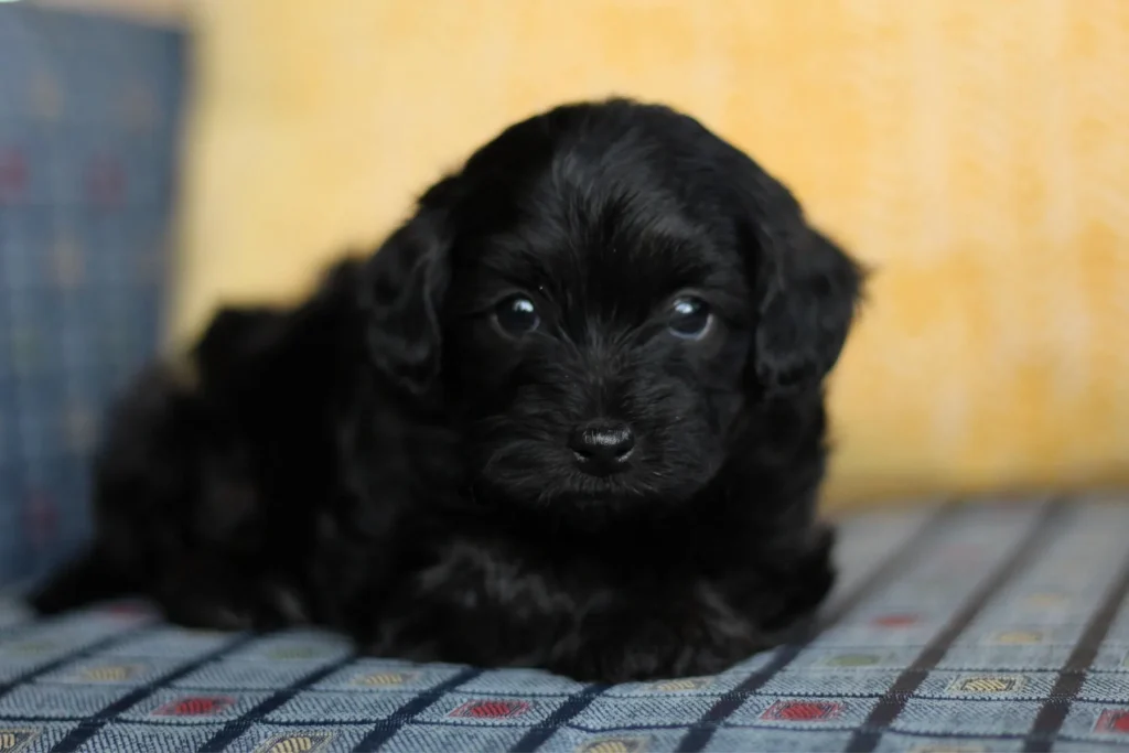 Jhett, a small black Havapoo puppy, lying down and looking at the camera