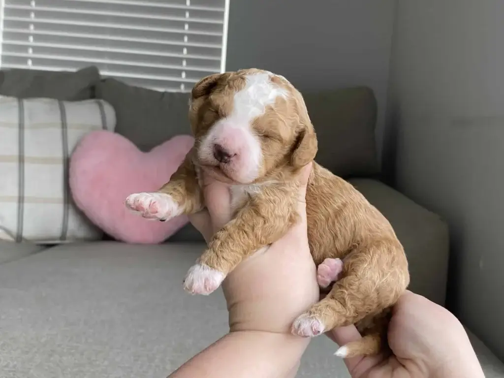 First vet visit for a puppy: Josephine, a Goldendoodle puppy from Home Raised Puppies