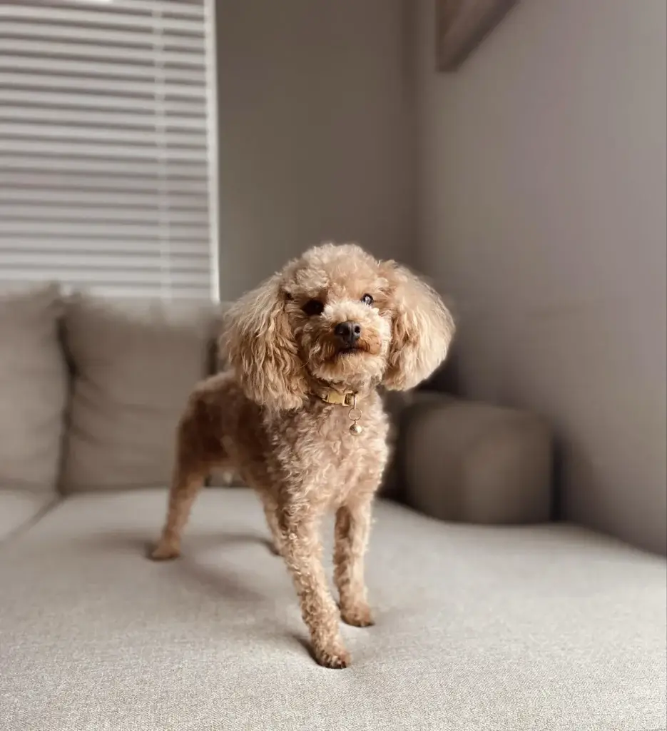Kai, the toy poodle sire of our Havapoo puppies in Utah