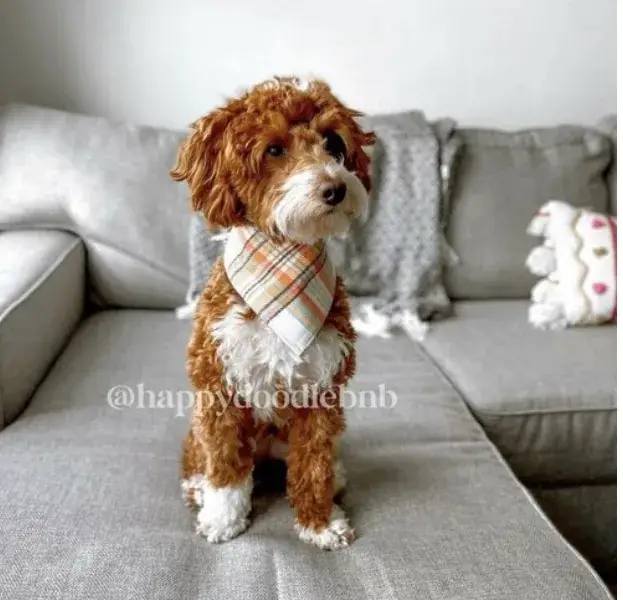 King, a Goldendoodle puppy from Home Raised Puppies in Eagle Mountain, Utah