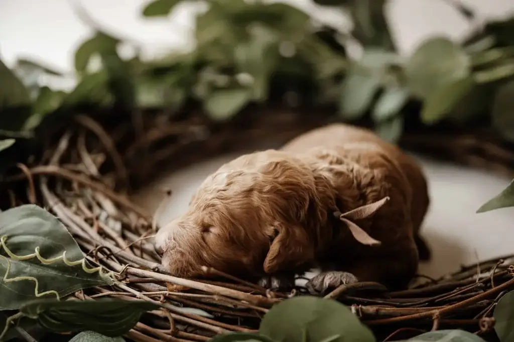 Puppy deposit: King, a Goldendoodle puppy from Home Raised Puppies