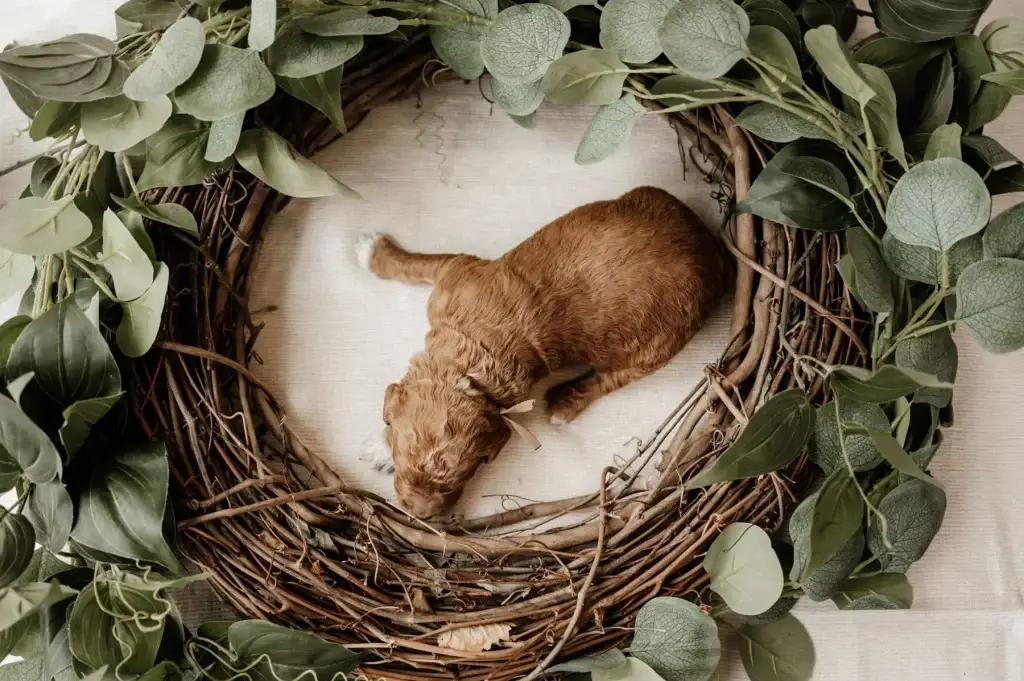 What age can puppies leave their mother: King, a Goldendoodle puppy from Home Raised Puppies