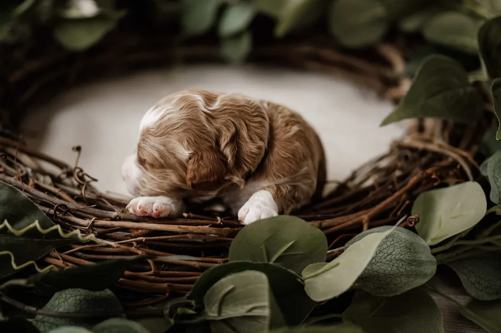 Knight, a Goldendoodle puppy from Home Raised Puppies in Eagle Mountain, Utah