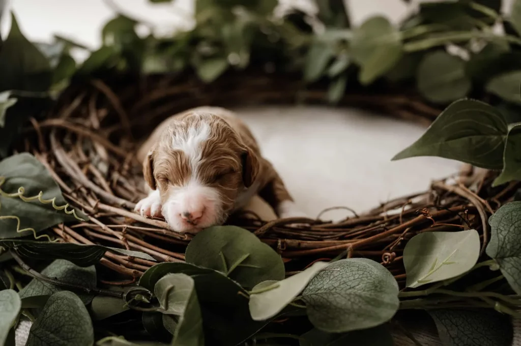 Knight, a Goldendoodle puppy from Home Raised Puppies in Eagle Mountain, Utah