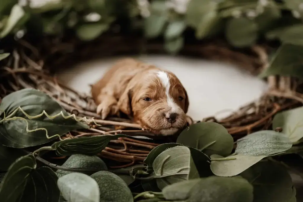 Lady, a Goldendoodle puppy from Home Raised Puppies in Eagle Mountain, Utah