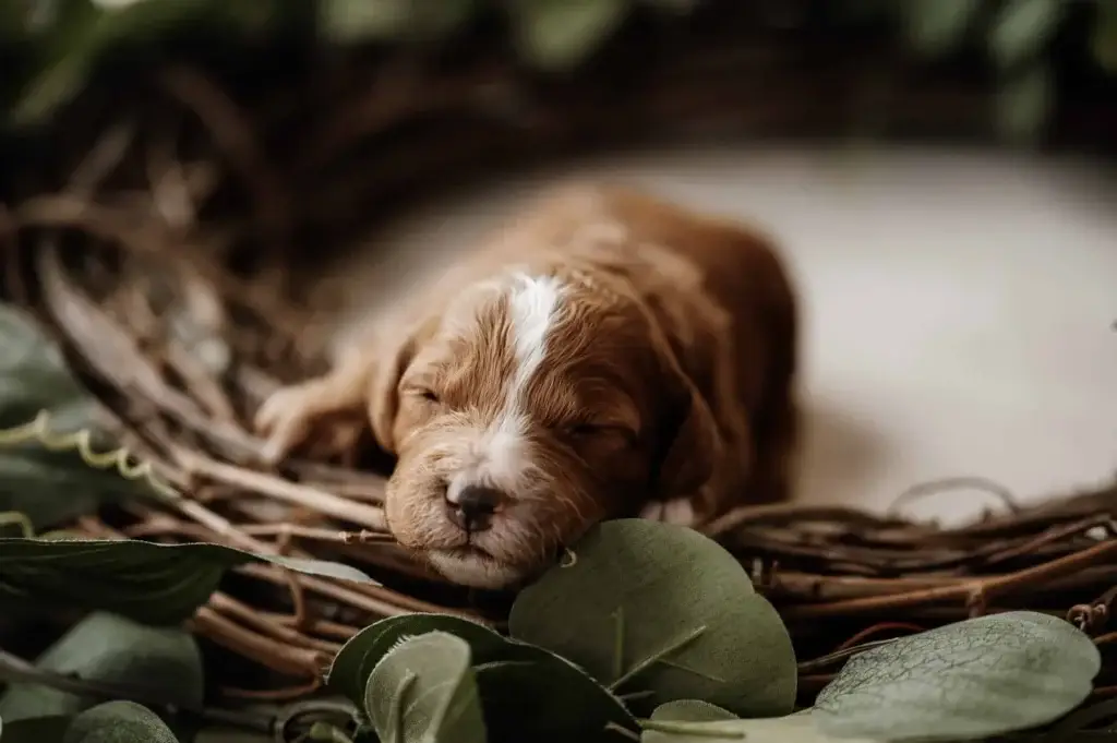 Bringing a puppy home in the car: Lady, a Goldendoodle puppy from Home Raised Puppies