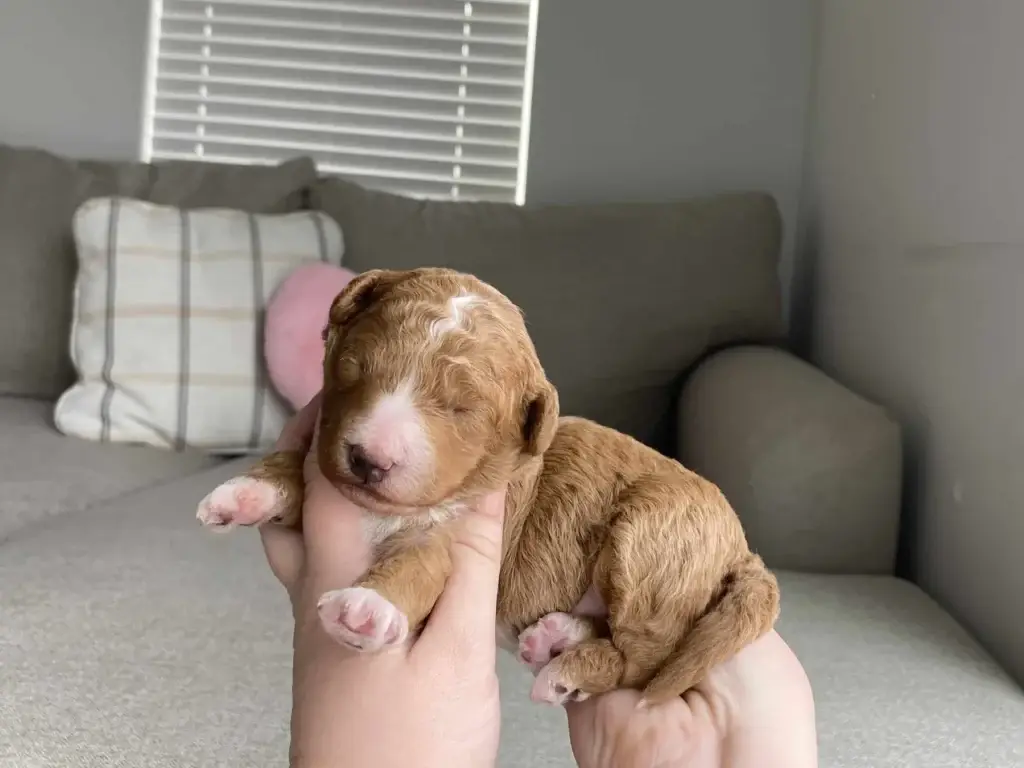 Dog ear infections: Laurie, a Goldendoodle puppy from Home Raised Puppies
