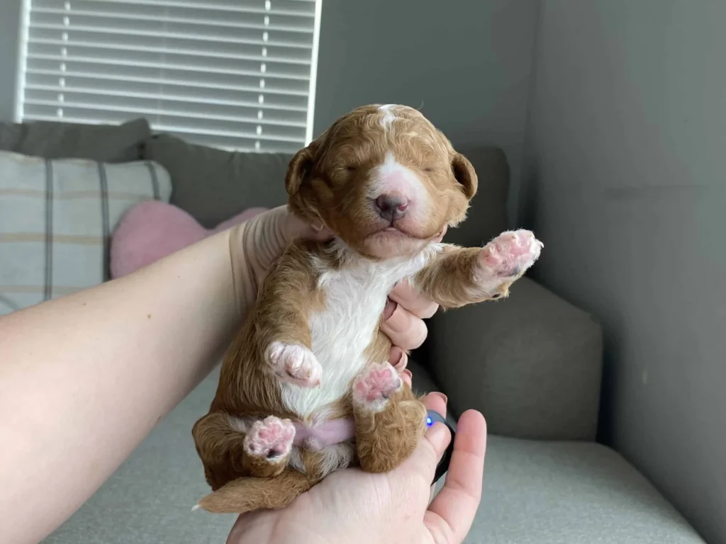 Toxic foods for dogs: Laurie, a Goldendoodle puppy from Home Raised Puppies
